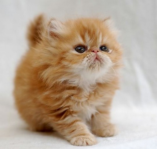 Name:  3c6b3cc19842360eddeee13c3ab4cc1d_0[1].jpeg
Views: 546
Size:  40.2 KB